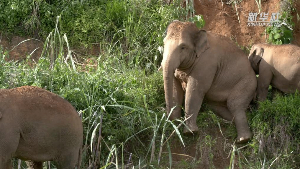 治愈力满分 看野象家族如何“花式下山”