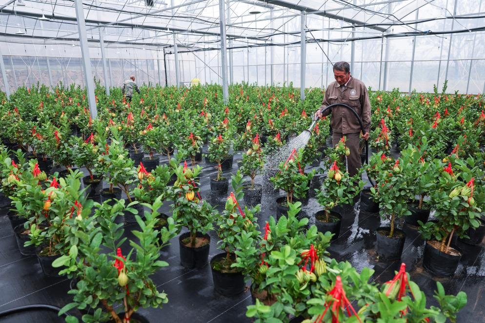 “佛手之乡”推进产业升级 助力乡村振兴