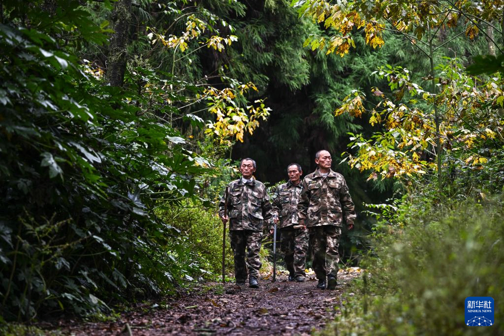 乌蒙深处，三胞胎兄弟接力护林44年
